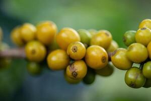 arábica café feijões cor amarelo catimor amadurecimento em árvore seletivo foco. foto