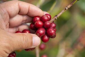 colheita maduro vermelho café bagas a partir de a galhos do café árvores com mão foto