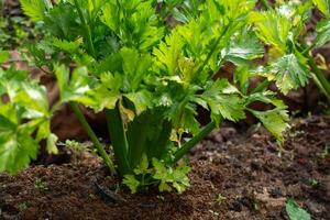 folhas do salsão dentro a vegetal jardim foto