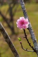 fechar acima do Rosa ameixa flor florescendo dentro Primavera. seletivo foco foto