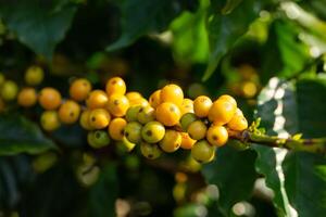 arábica café feijões cor amarelo catimor amadurecimento em árvore foto