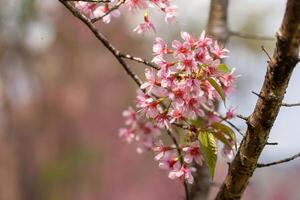 Rosa árvore do selvagem himalaia cereja Flor ou tailandês sakura flor árvore às Chiang mai Tailândia foto