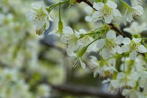 branco selvagem himalaia cereja Flor ou tailandês sakura flor árvore às Chiang mai Tailândia foto