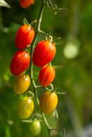 fresco orgânico cereja tomates em árvore dentro a jardim foto