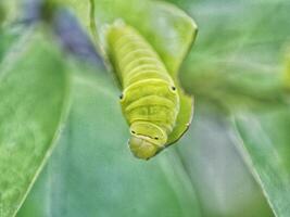 verde papilio machaon borboleta lagarta em verde folha plantar em uma verão dia foto