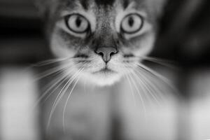Castanho abissínio gato tocam foto