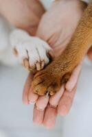 animal patas e povos mãos cruzado foto