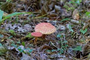 vermelho e amarelo cogumelos fechar-se foto