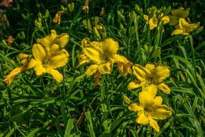 limão amarelo daylilies florescendo foto