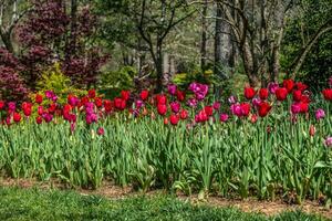 vermelho tulipas dentro uma canteiro de flores foto