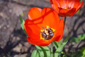 vermelho tulipas dentro a casa jardim em uma ensolarado dia. foto