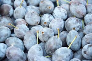 grande quantidade do fresco azul ameixas. fruta fundo. foto