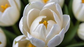 ai gerado foto do branco tulipa topo Visão do lindo branco tulipa. ai gerado