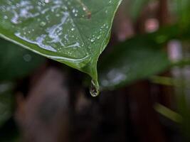 água gotas em lindo verde folhas foto