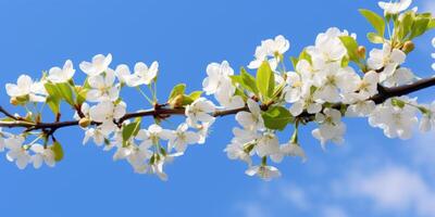 ai gerado ramo com branco florescendo maçã flores em a fundo do a Claro azul céu. foto