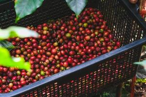 agricultores colheita maduro café feijões a partir de organicamente crescido arábica café árvores ásia trabalhador é encontro café feijões em plantação dentro espesso madeira. foto