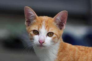 uma pequeno gatinho é sentado em a verde grama. uma pequeno gatinho corre em a Relva ao ar livre dentro a luz solar. doméstico animais. fofa engraçado gato às lar. foto