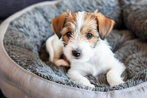 ai gerado adorável jack russell terrier cachorro descansando dentro uma acolhedor cachorro cama dentro de casa foto