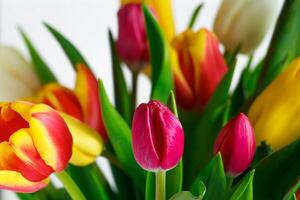 tulipa broto fechar acima. fresco Primavera flor. primavera símbolo. foto