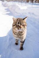 uma fechar retrato do uma fofo gato dentro a meio do uma Nevado caminho em uma ensolarado inverno dia. britânico gato, patas, animal do uma pessoa. foto