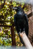 grande corvo preto sentado em um galho de close-up foto