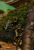 lindo lagarto dentro a Relva comum fogo salamandra foto