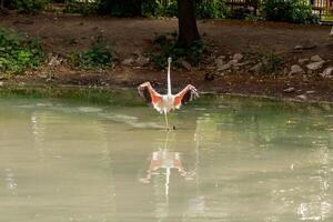 lindo Rosa flamingos com bico e solto asas foto