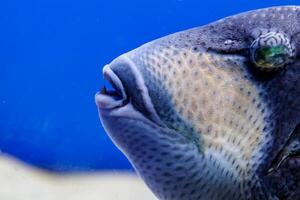 macro peixe pescoço azul balistode, balistoides viridescens foto