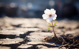 ai gerado uma minúsculo branco flor em seco solo foto