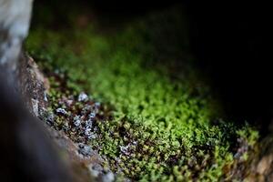 uma fechar tiro do verde musgo em uma Rocha. a textura do a superfície do pedras e árvores dentro natureza, pequeno plantas em torno da nos foto