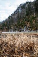 Visão do seco palhetas em íngreme falésias com pinho árvores e em a superfície do a água. a início do outono, a mudança do estação do a ano. foto