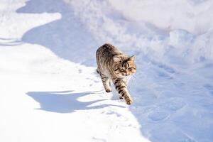 a peludo gato corre ao longo uma coberto de neve estrada em uma ensolarado dia, a Sol brilha brilhantemente e é refletido a partir de a neve, uma fofo bicho de estimação, uma inverno panorama. foto