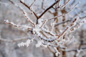 uma árvore ramo é coberto com geada com frio branco neve. fechar-se do a plantar. congeladas grama. branco céu. geada inverno Relva paz. paz. a silêncio do natureza foto