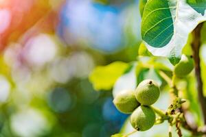 fresco nozes suspensão em uma árvore dentro a azul fundo. verde noz Escovar com frutas foto