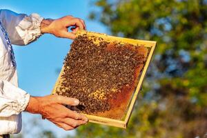 mãos do homem mostra uma de madeira quadro, Armação com favos de mel em a fundo do verde Relva dentro a jardim foto