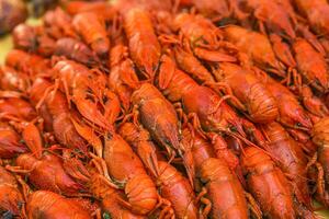 fervido grande lagosta fechar acima Visão a partir de a topo. cozinhou lagostim com aneto. Cerveja lanche. lagostim para cerveja. foto