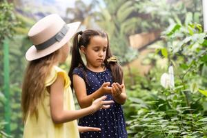 dois pequeno irmãs segurando uma borboleta dentro seus mãos. crianças explorando natureza. família lazer com crianças às verão. foto