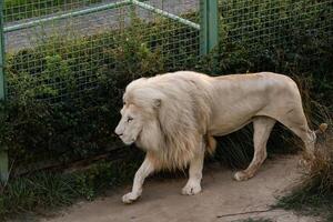 branco leão dentro a jardim zoológico, a rei do animais foto