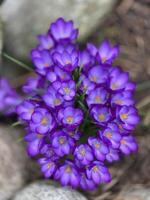 uma grupo do roxa flores crescendo em pedras foto