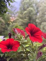 vermelho petúnias dentro uma Panela foto