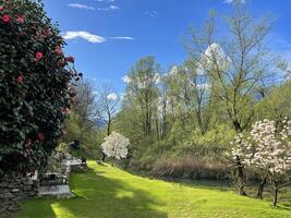 uma gramíneo campo com árvores e flores foto