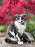 uma cinzento e branco gato sentado em uma Rocha dentro frente do uma vermelho árvore foto