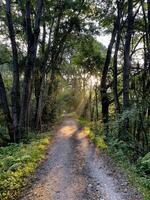 caminho na floresta foto