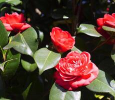 uma grupo do vermelho flores com verde folhas foto