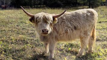 uma branco vaca em pé dentro uma campo com uma árvore dentro a fundo foto