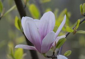 uma fechar acima do uma solteiro flor em uma árvore foto