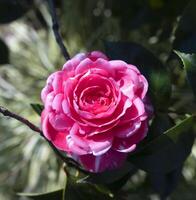 uma Rosa rosa é florescendo dentro a jardim foto