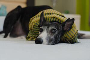 uma galgo vestindo uma verde lenço, deitado em a cama, olhares fixos diretamente às a Câmera. foto