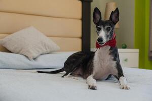 galgo cachorro com vermelho fita, deitado em cama, direto olho contato. foto