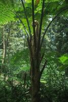 grande samambaia árvore dentro tropical chuva floresta. foto